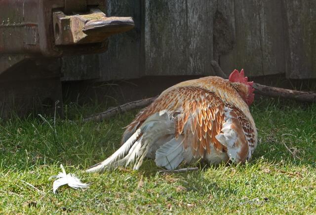 ...war zu warm...lag auf der faulen Haut...