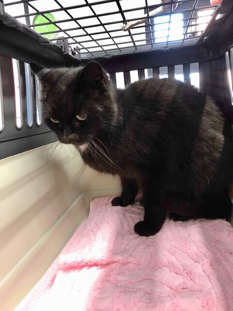 Penny, weiblich, ca. 8 Jahre