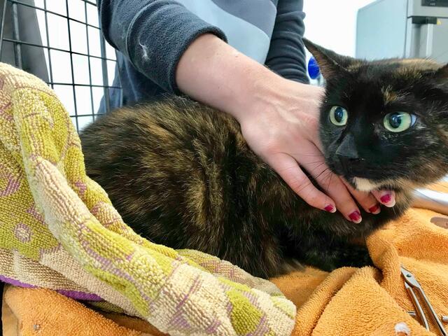 Betty, weiblich, ca. 5 Jahre