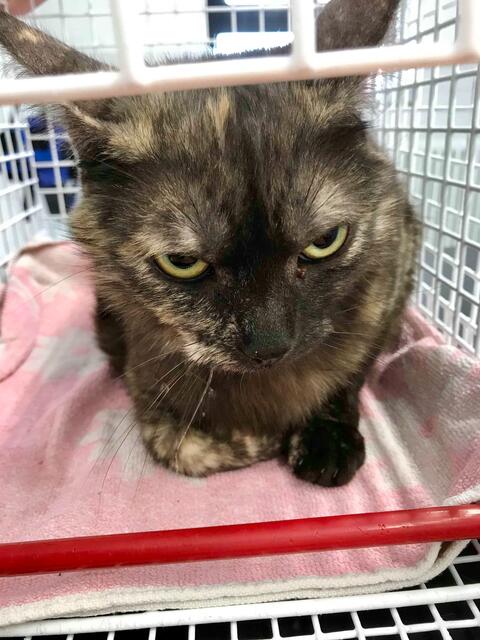 Polly, weiblich, ca. 2 Jahre