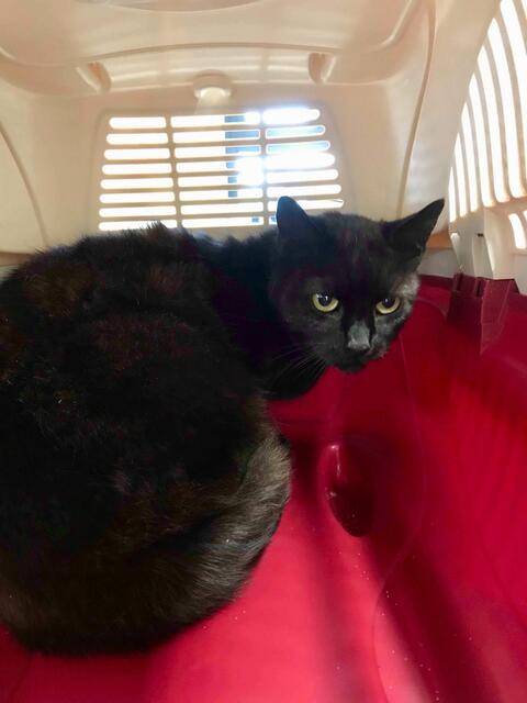 Annabelle, weiblich, ca. 6 Jahre