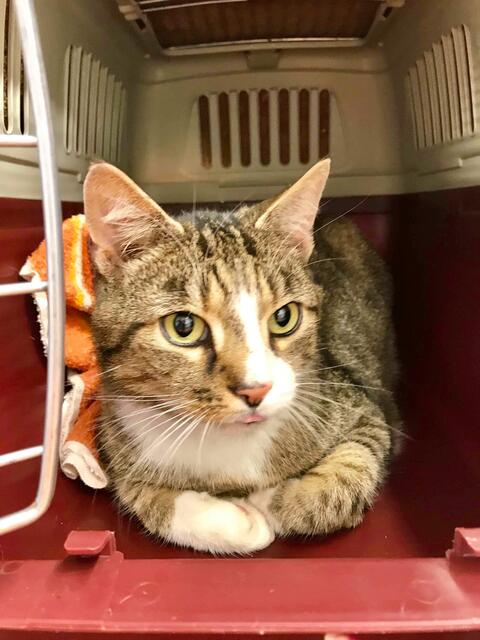 Kurt, männlich, ca. 10 Jahre