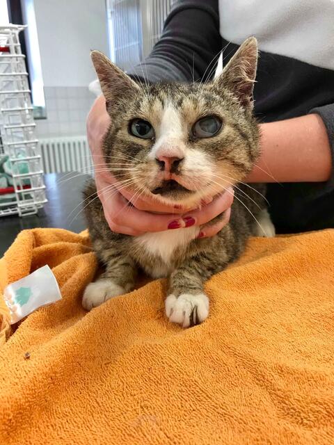 Lilo, weiblich, ca. 13 Jahre