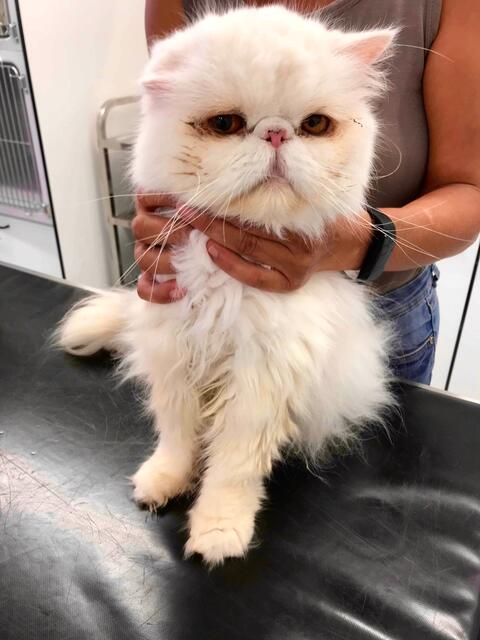 Fuchur, männlich, ca. 13 Jahre