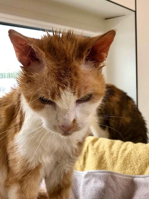 Spencer, männlich, ca. 13 Jahre