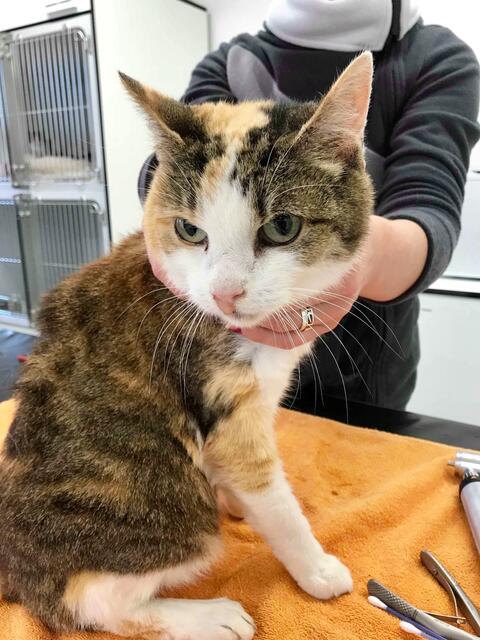 Frieda, weiblich, ca. 7 Jahre