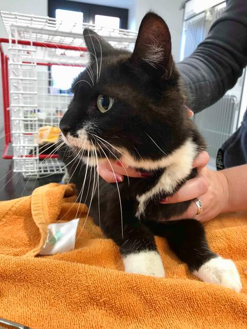 Funny, weiblich, ca. 6 Jahre