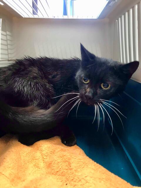 Lola, weiblich, ca. 6 Jahre