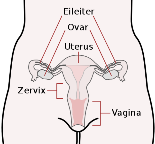 Eileiter (Tubus)  -  köönt ji afbinnen or dörsnieden. (Abbildung gemeinfrei)