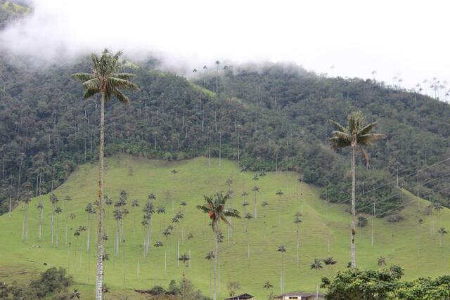 Cocora-Tal (c) Michael Stauner