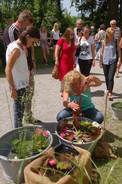 Auch Seerosen und Pflanzen für den Gartenteich zu Hause können beim Klosterhoffest in Thierhaupten erworben werden.