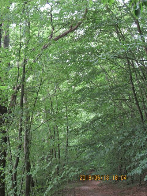 schöner Waldweg durch den lichten Wald ..