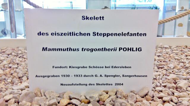 Das Skelett des Steppenelefanten von Edersleben - 2018 !