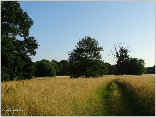 Abendspaziergang durch den Eichenpark - kaum zu glauben, dass dieses schöne Stück Natur mitten in der Stadt zu finden ist. (Foto: Katja Woidtke)