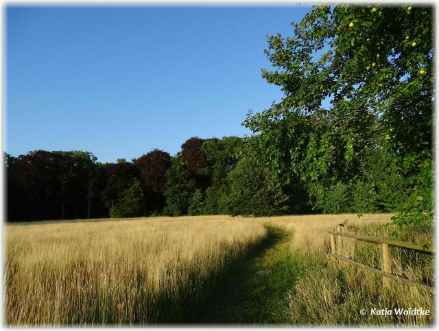 Abendspaziergang durch den Eichenpark - wildes Gezirpe der Heuschrecken ist auf der großen Wiese neben der Obstbaumallee zu hören (Foto: Katja Woidtke)