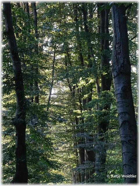 Abendspaziergang durch den Eichenpark - in der Blutbuchenallee https://www.myheimat.de/langenhagen/natur/bilder-aus-langenhagen-abendstimmung-in-der-blutbuchenallee-d2902480.html (Foto: Katja Woidtke)