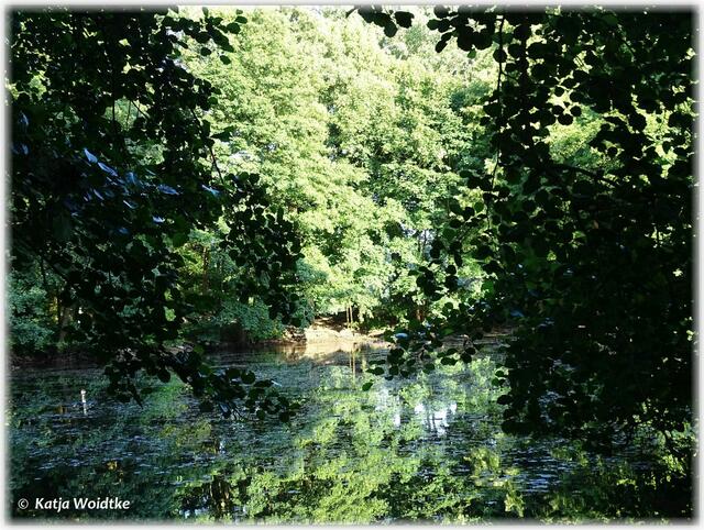 Abendspaziergang durch den Eichenpark - Idylle am Teich (Foto: Katja Woidtke)