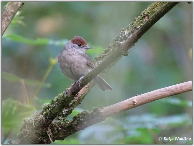 Abendspaziergang durch den Eichenpark - Mönchsgrasmücke (Sylvia atricapilla) (Foto: Katja Woidtke)