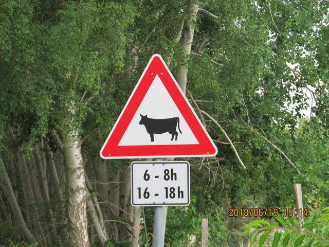 Vorsicht Kühe! Hoffen wir nur, dass die auch die Uhrzeiten kennen....
