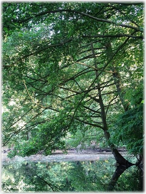 Abendspaziergang durch den Eichenpark - Spiegelungen am Teich (Foto: Katja Woidtke)