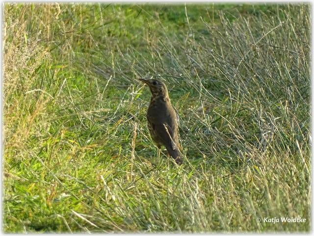 Abendspaziergang durch den Eichenpark - Singdrossel (Turdus philomelos) (Foto: Katja Woidtke)