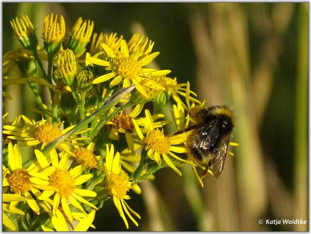 Abendspaziergang durch den Eichenpark - Hummel (Foto: Katja Woidtke)