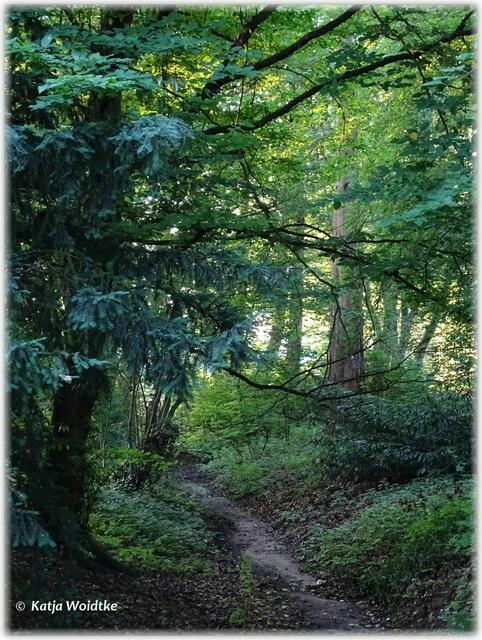 Abendspaziergang durch den Eichenpark - der Eichenpark ist auch im Frühling ein Hingucker: https://www.myheimat.de/langenhagen/natur/wo-die-buschwindroeschen-bluehen-ein-bummel-durch-den-eichenpark-langenhagen-d2875183.html (Foto: Katja Woidtke)