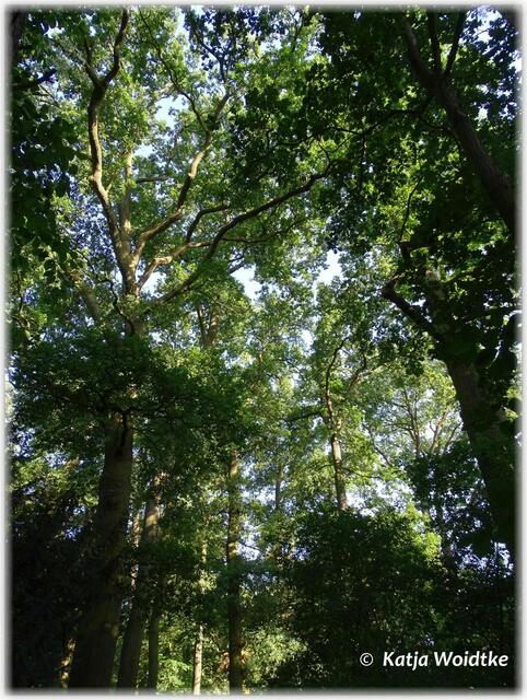 Abendspaziergang durch den Eichenpark - alter Baumbestand zeichnet den Eichenpark aus (Foto: Katja Woidtke)