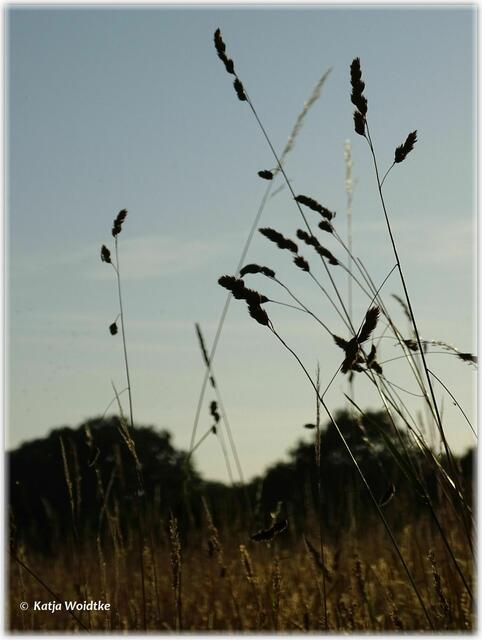 Abendspaziergang durch den Eichenpark - auf der großen Wiese (Foto: Katja Woidtke)