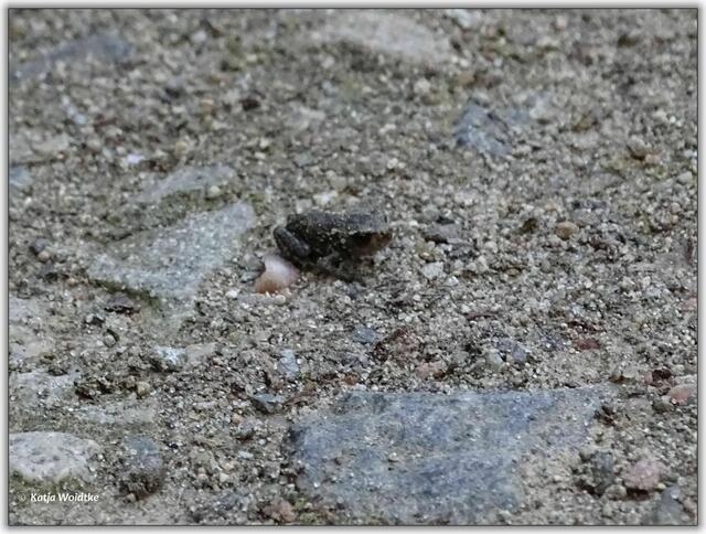 Abendspaziergang durch den Eichenpark - junger Frosch (Foto: Katja Woidtke)