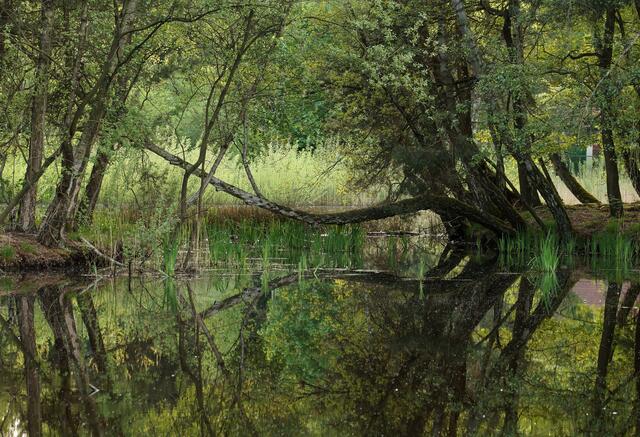 ACHTUNG bitte unbedingt mit der LUPE betrachten. Mein LIEBLINGSPLATZ am Würmsee in diesem Sommer 2018!