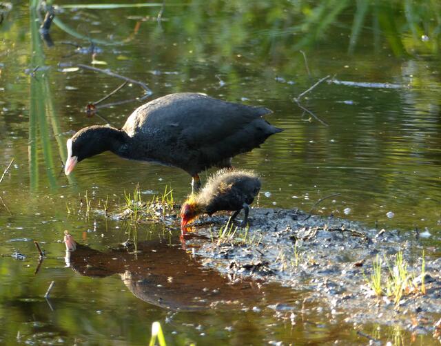 Das Blässhuhn mit seinem Küken beim "Abendbrot" im Abendsonnenschein - mit Spiegelung - am Würmsee.