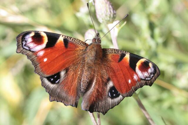 Tagpfauenauge