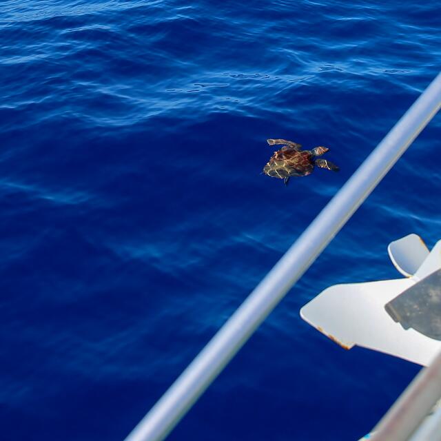 Und Glück hatten wir auch noch: eine Meeresschildkröte besuchte das Boot.