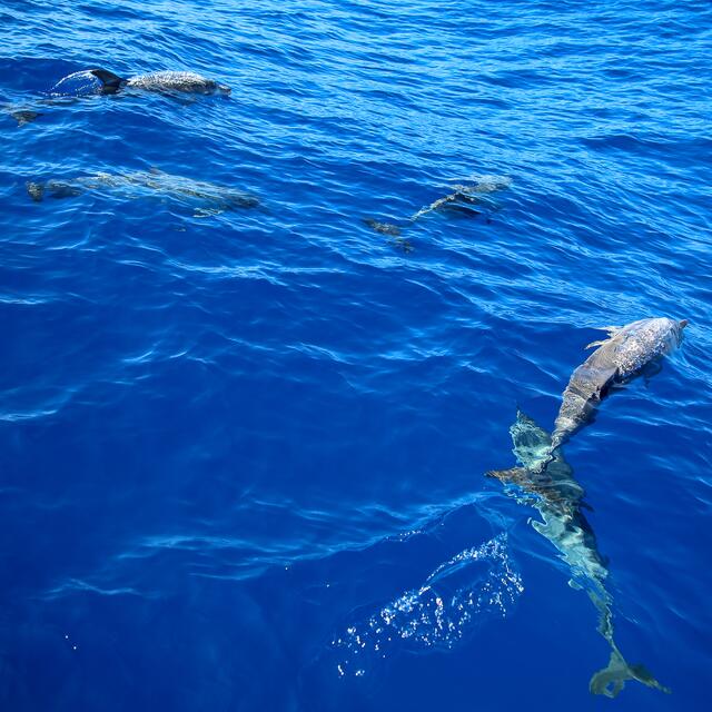 … und dann kamen die ersten Delphine in Sicht.