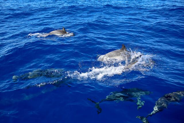 Es ist schon beeindruckend, wie unbeschwert die Tiere im Wasser toben und spielen.