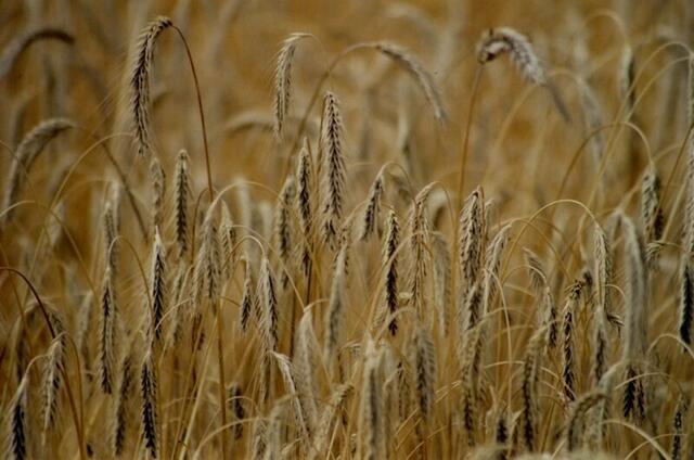 Getreide, Kornfeld