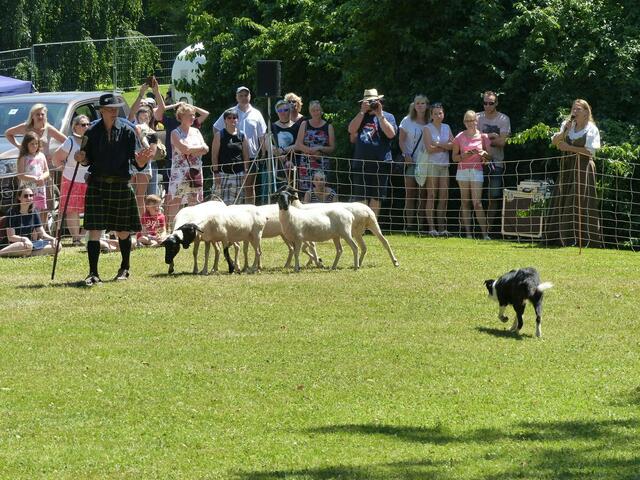 Vorführungen der Hütehunde