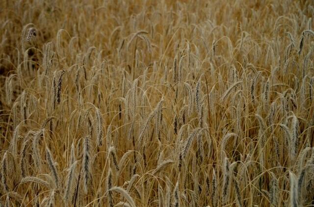 Getreide, Kornfeld