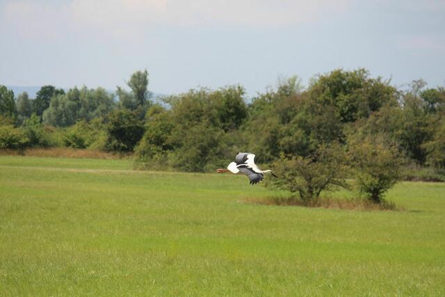 Landeanflug