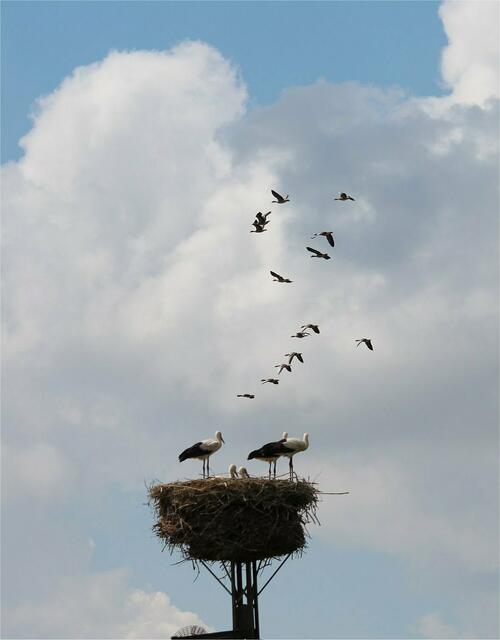 Ein Schwarm Gänse fliegt nahe am Nest vorbei