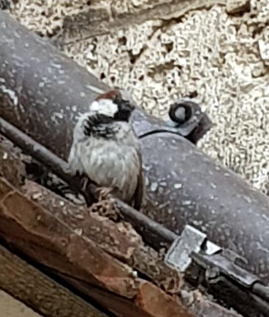 Der Ulmer Spatz hatte uns was zu erzählen