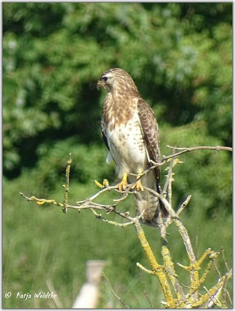 Mäusebussard (Buteo buteo) an den Stapelteichen bei Vörie (Foto: Katja Woidtke)