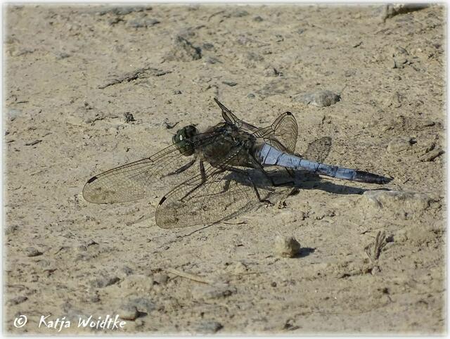 Großer Blaupfeil (Orthetrum cancellatum) an den Stapelteichen bei Vörie (Foto: Katja Woidtke)