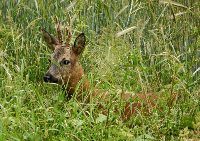 Der Rehbock am Wegesrand. Ihn begleitet eine kleine Geschichte und ein  - mit Musik untermaltes - Video.