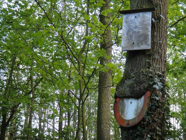 Das obere Bild mit dem Reh hat der Baum bislang verschmäht.