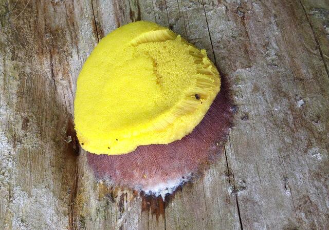 Gelbe Lohblüte, Hexenbutter (Fuligo septica) ist eine Schleimpilzart, die u.a. verrottetes Holz (hier einen alten Baumstumpf) besiedelt. (Bitte die Lupe benutzen!)