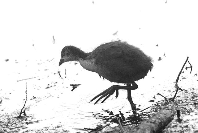 Das halbwüchsige Blässhuhnkind lebt auf großen Füßen! Sofort summe ich ein altbekanntes Kinderlied. In schwarz-weiß schreitet es besonders beeindruckend daher!