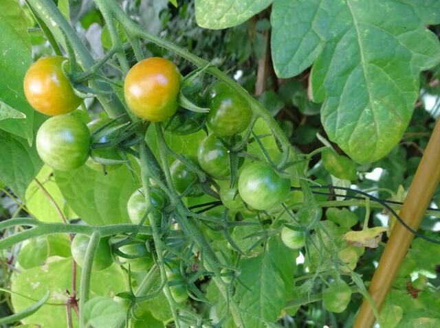 Tomatenernte