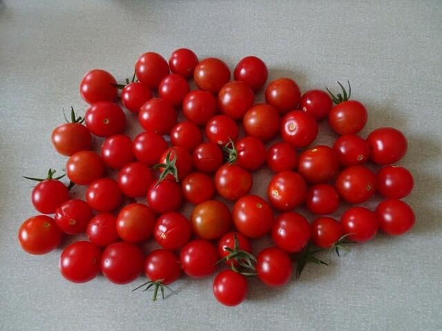 Tomatenernte